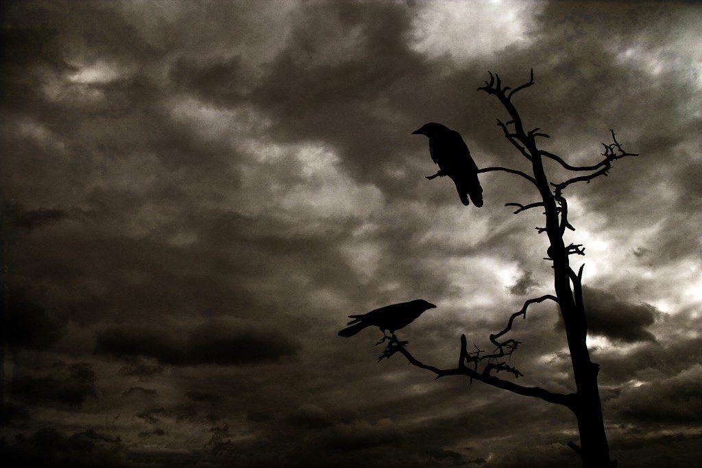 Los cuervos aprenden de la muerte