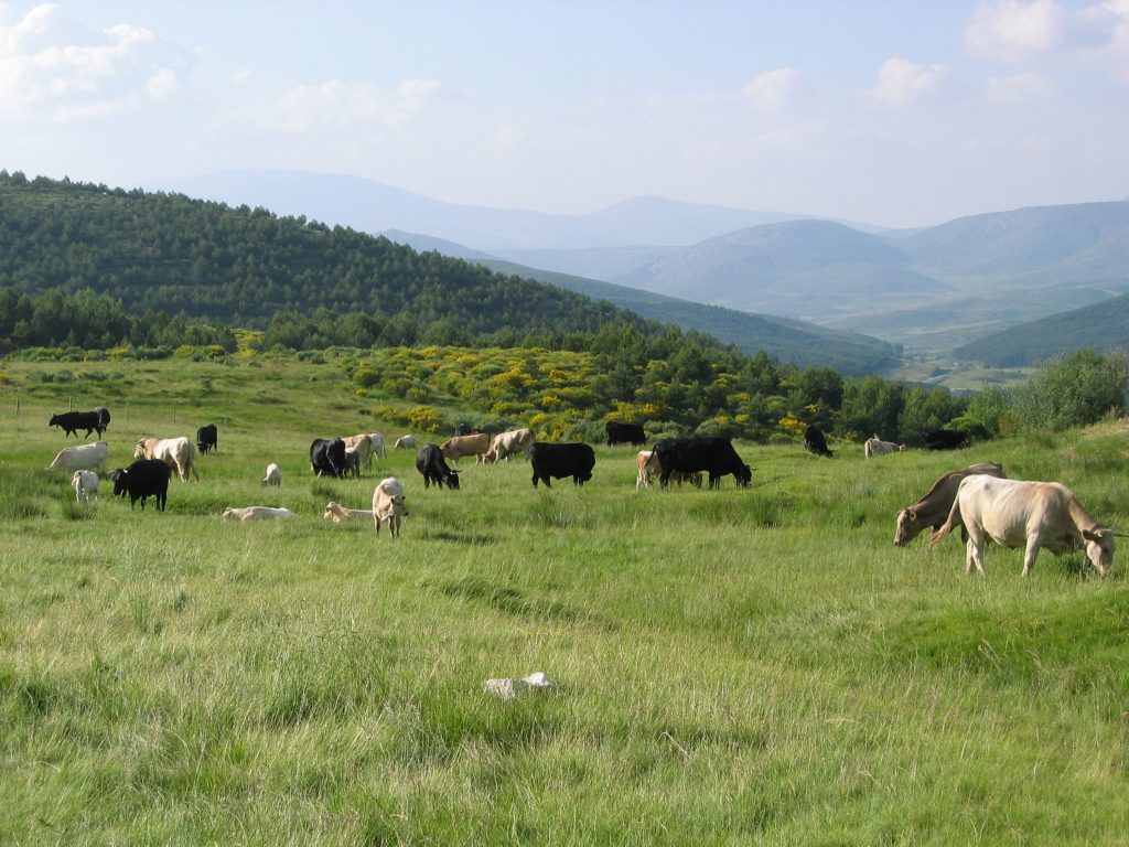 Sierra del Rincon