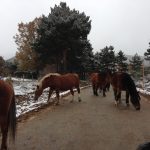 Invierno en la #SierraNorteDeMadrid