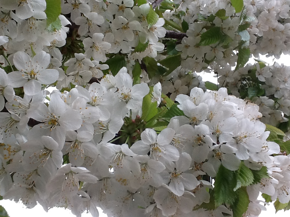 Empieza la Primavera