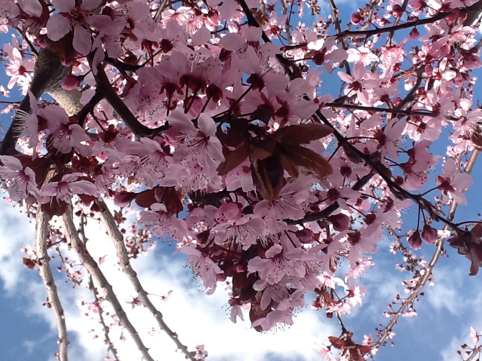 Empieza la Primavera