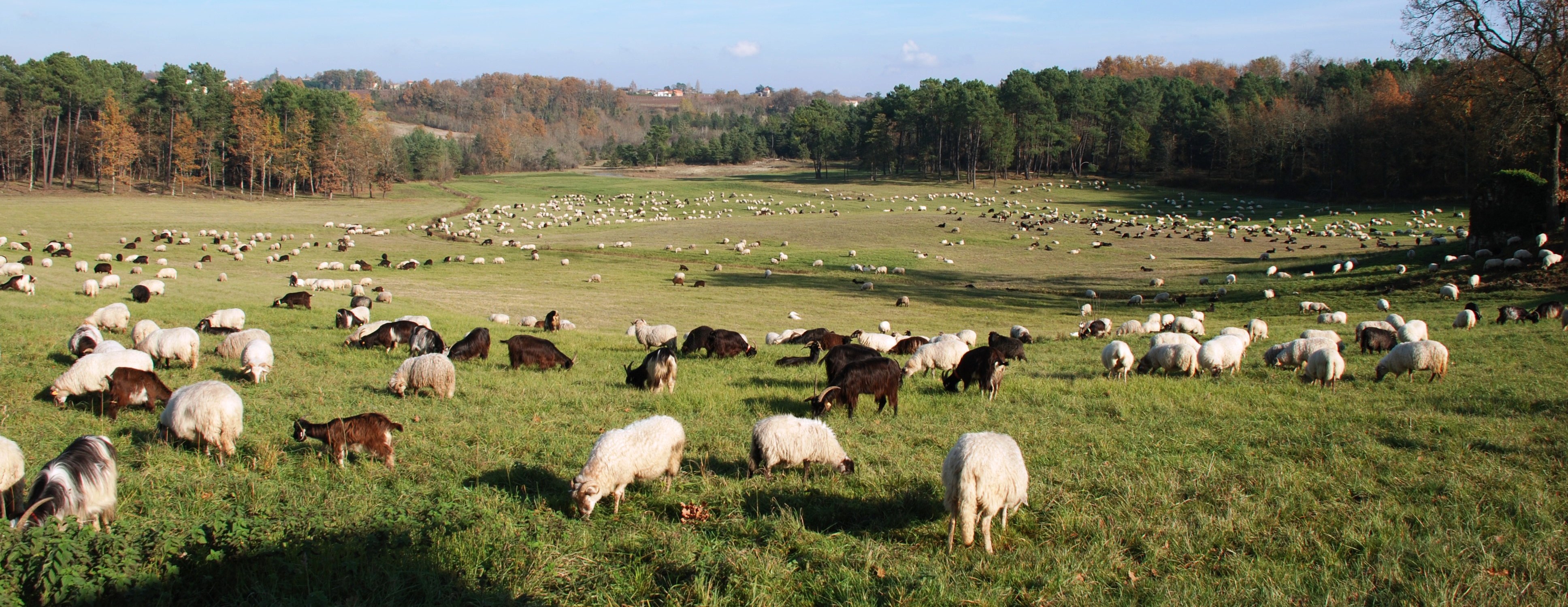 transhumance