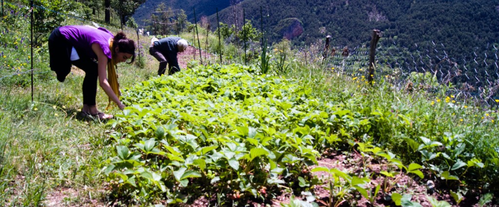 Ecogastronomía