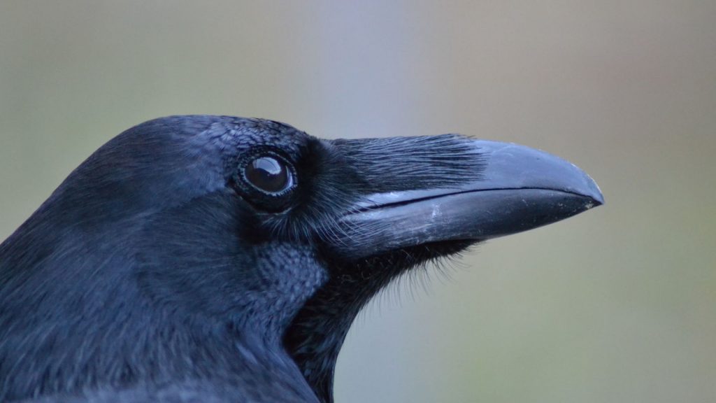 los cuervos poseen la teoria de la mente entienden y saben cuando los espian