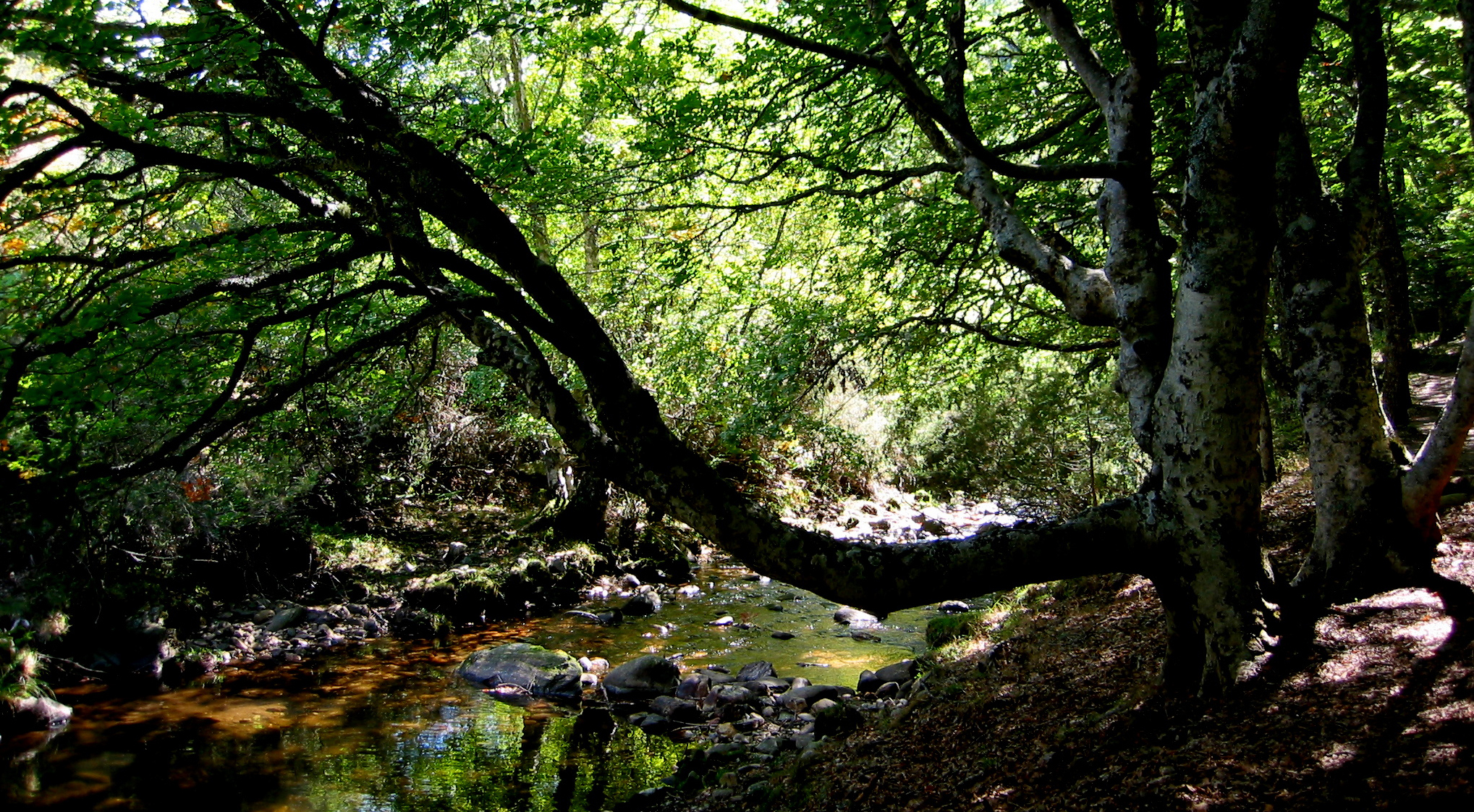 hayedo montejo de la sierra