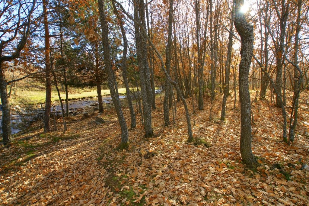 El bosque finlandés se encuentra a las afueras de Rascafría y muy cerca del Monasterio de Santa María de El Paular. 