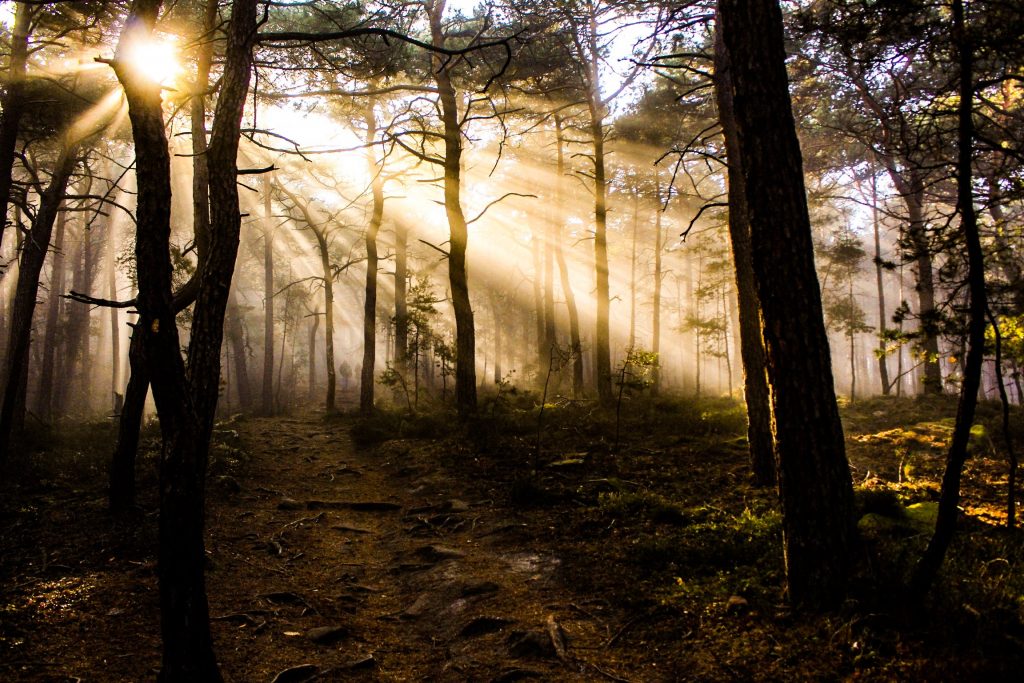 Experimenta un atardecer diferente recorriendo los bosques de El Potario o el Hayedo de Montejo de la Sierra.