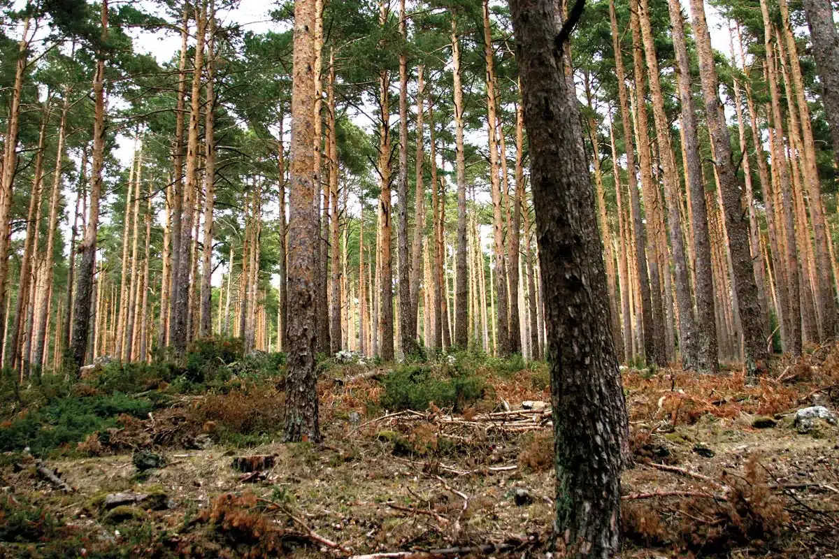 Naturaleza en la Sierra Norte de Madrid