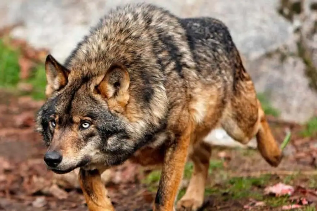 Lobo Iberico