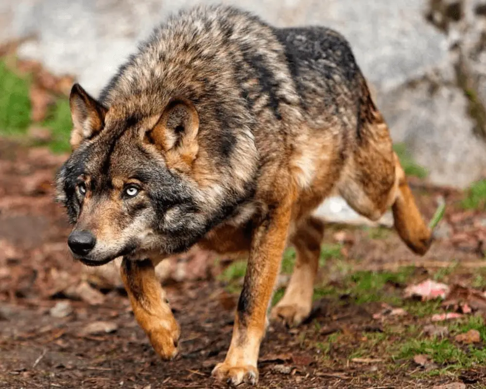 Lobo imagen destacada