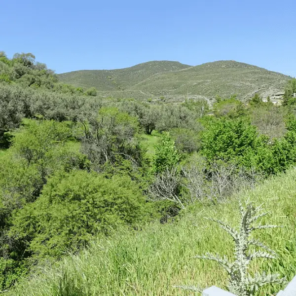 Bosque del Chaparral