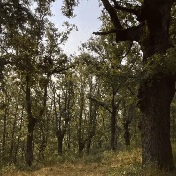 Robredal de Hiruela