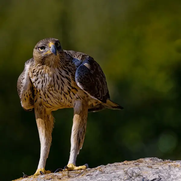 aguila perdicera