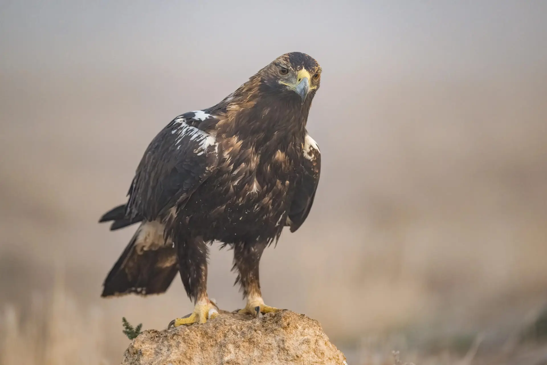 aguila-imperial-iberica-espana